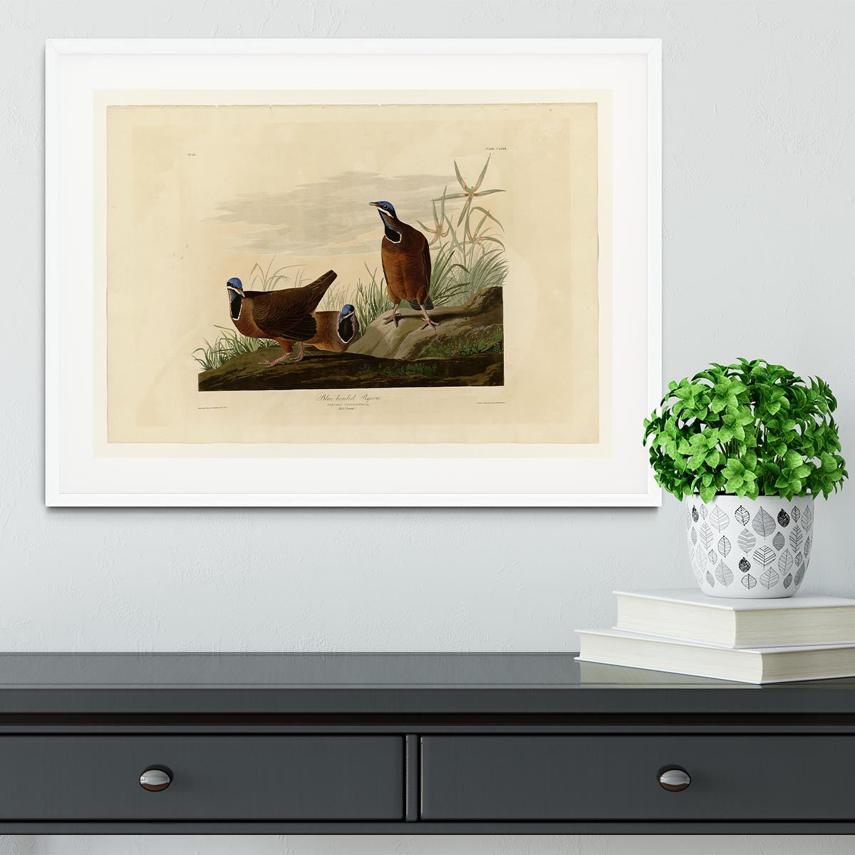 Blue headed Pigeon by Audubon Framed Print - Canvas Art Rocks - 5