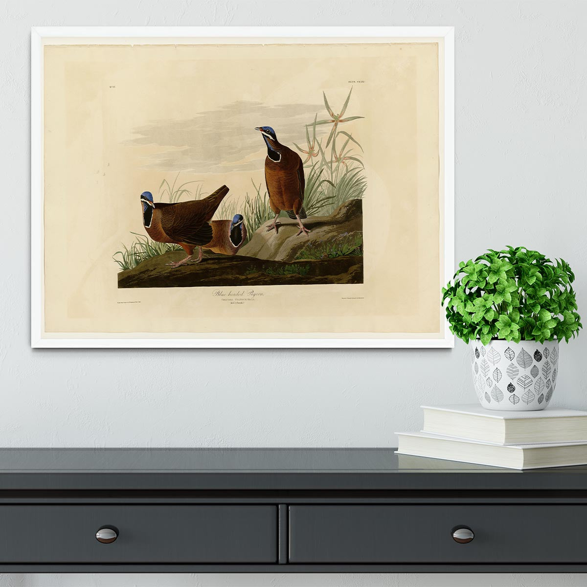 Blue headed Pigeon by Audubon Framed Print - Canvas Art Rocks -6
