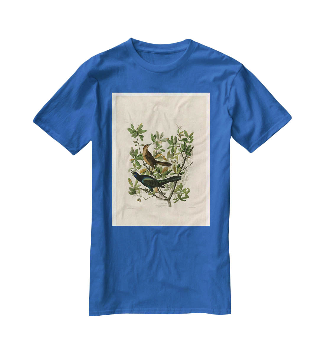 Boat tailed Grackle by Audubon T-Shirt - Canvas Art Rocks - 2
