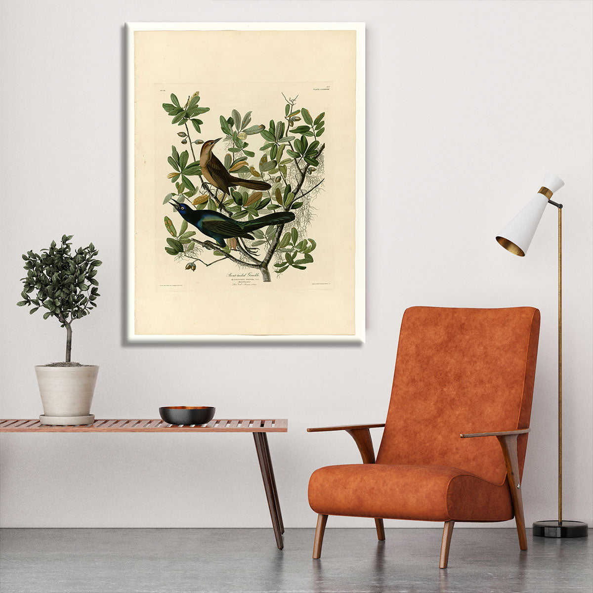 Boat tailed Grackle by Audubon Canvas Print or Poster - Canvas Art Rocks - 6