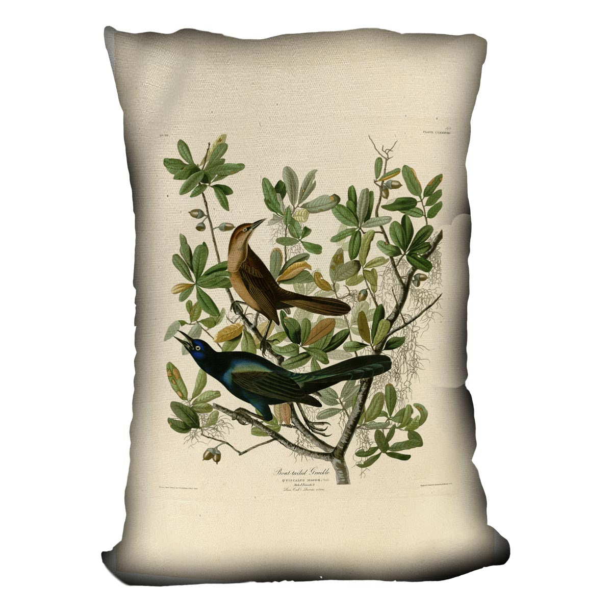 Boat tailed Grackle by Audubon Cushion