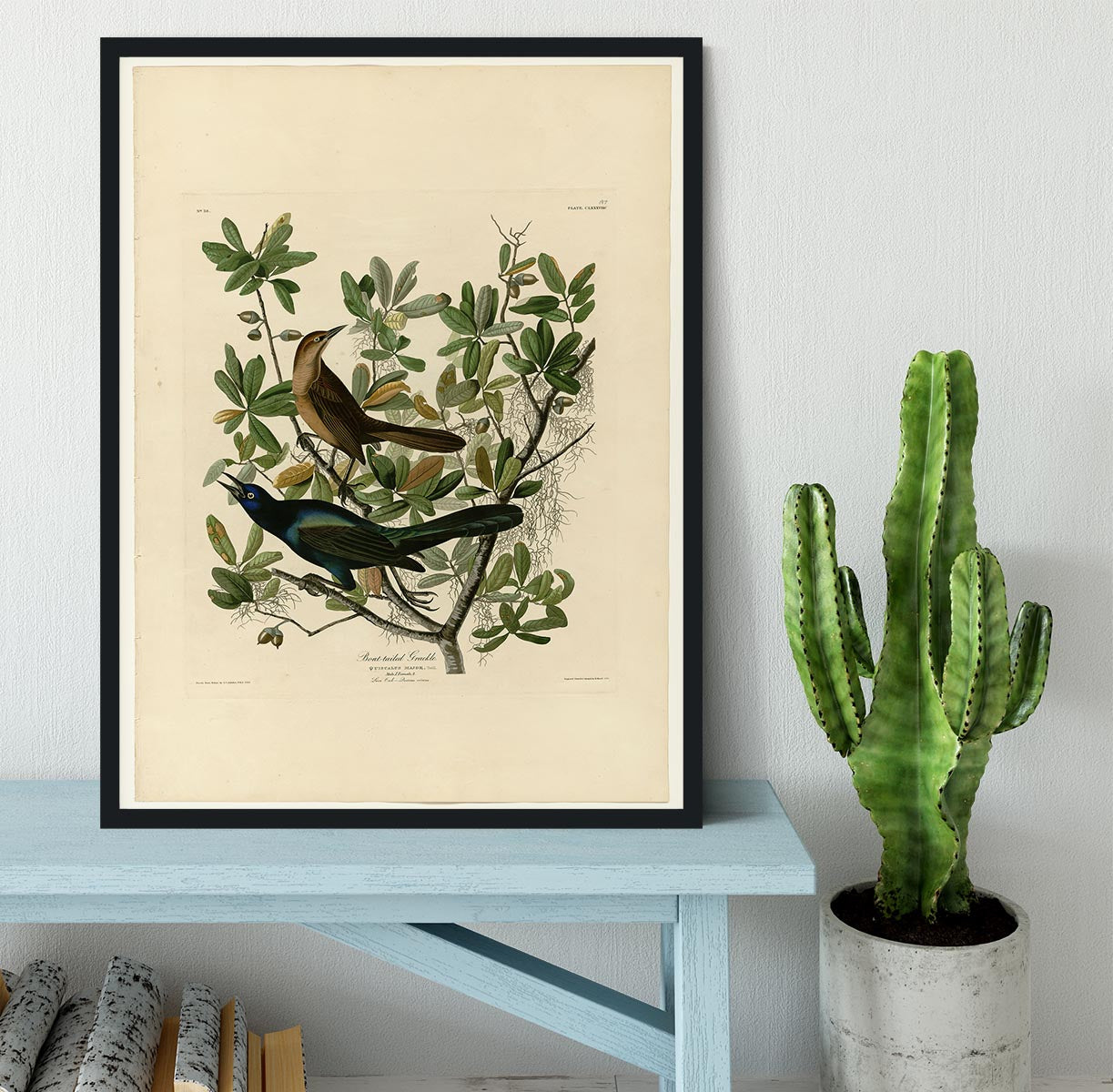 Boat tailed Grackle by Audubon Framed Print - Canvas Art Rocks - 2