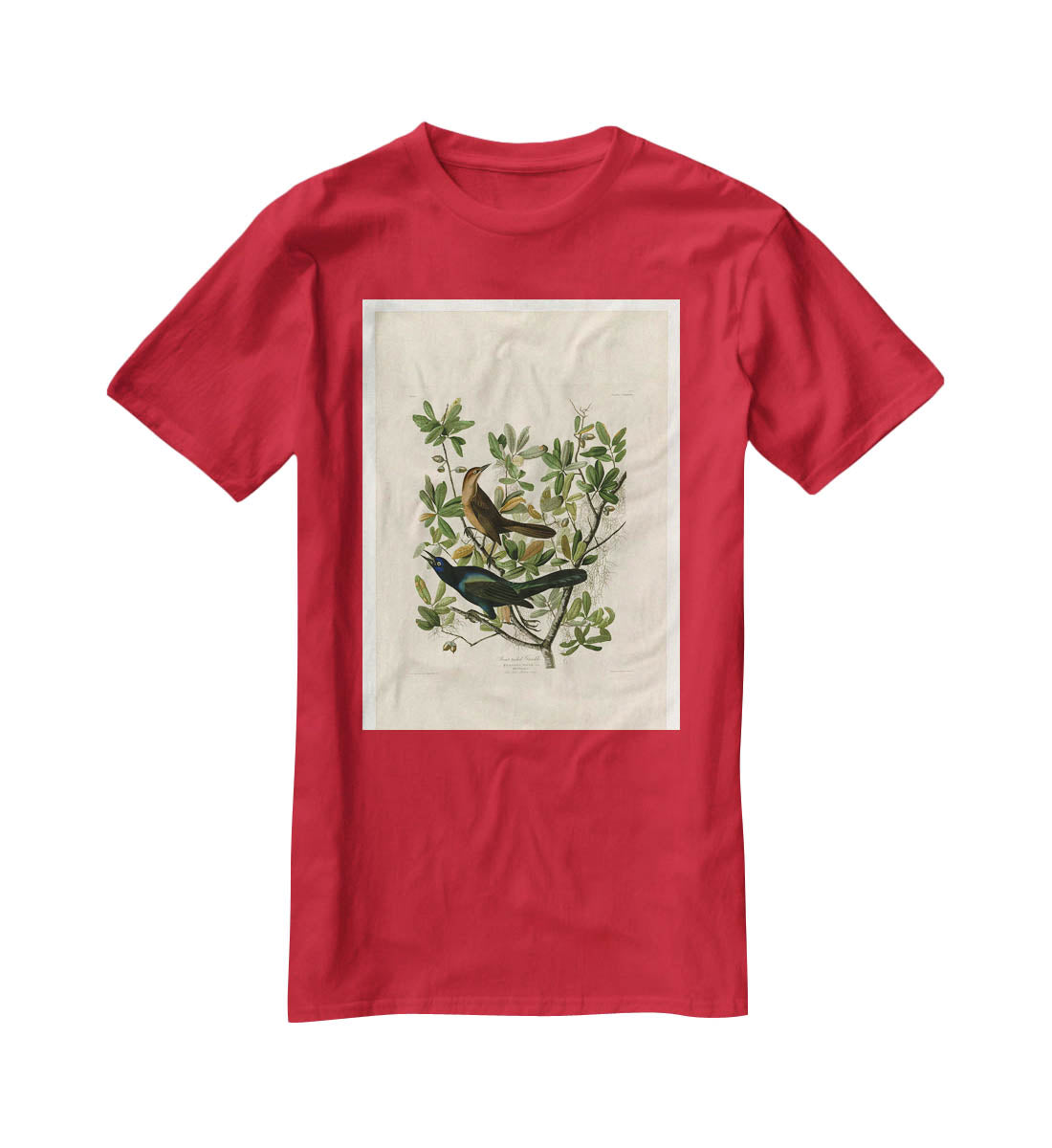 Boat tailed Grackle by Audubon T-Shirt - Canvas Art Rocks - 4