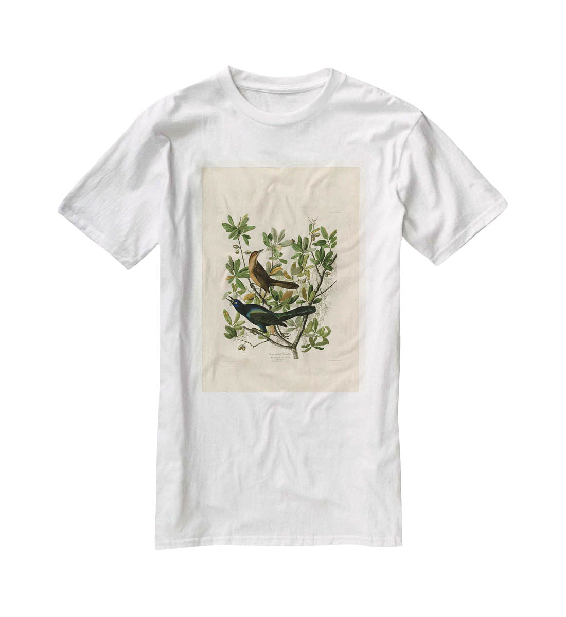 Boat tailed Grackle by Audubon T-Shirt - Canvas Art Rocks - 5