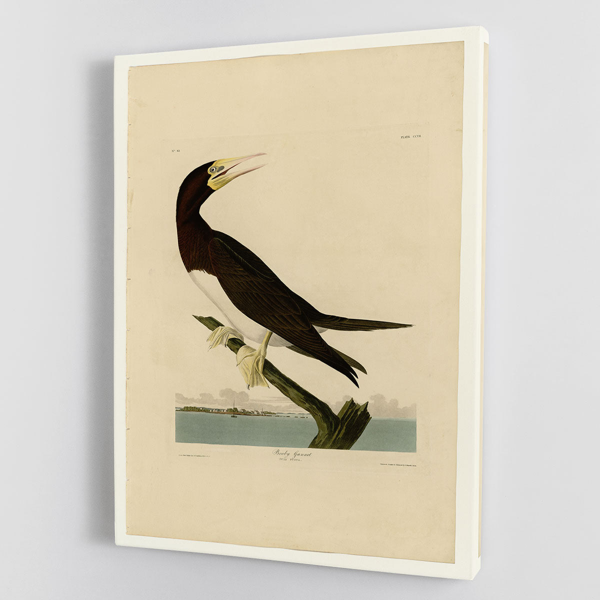 Booby Gannet by Audubon Canvas Print or Poster - Canvas Art Rocks - 1