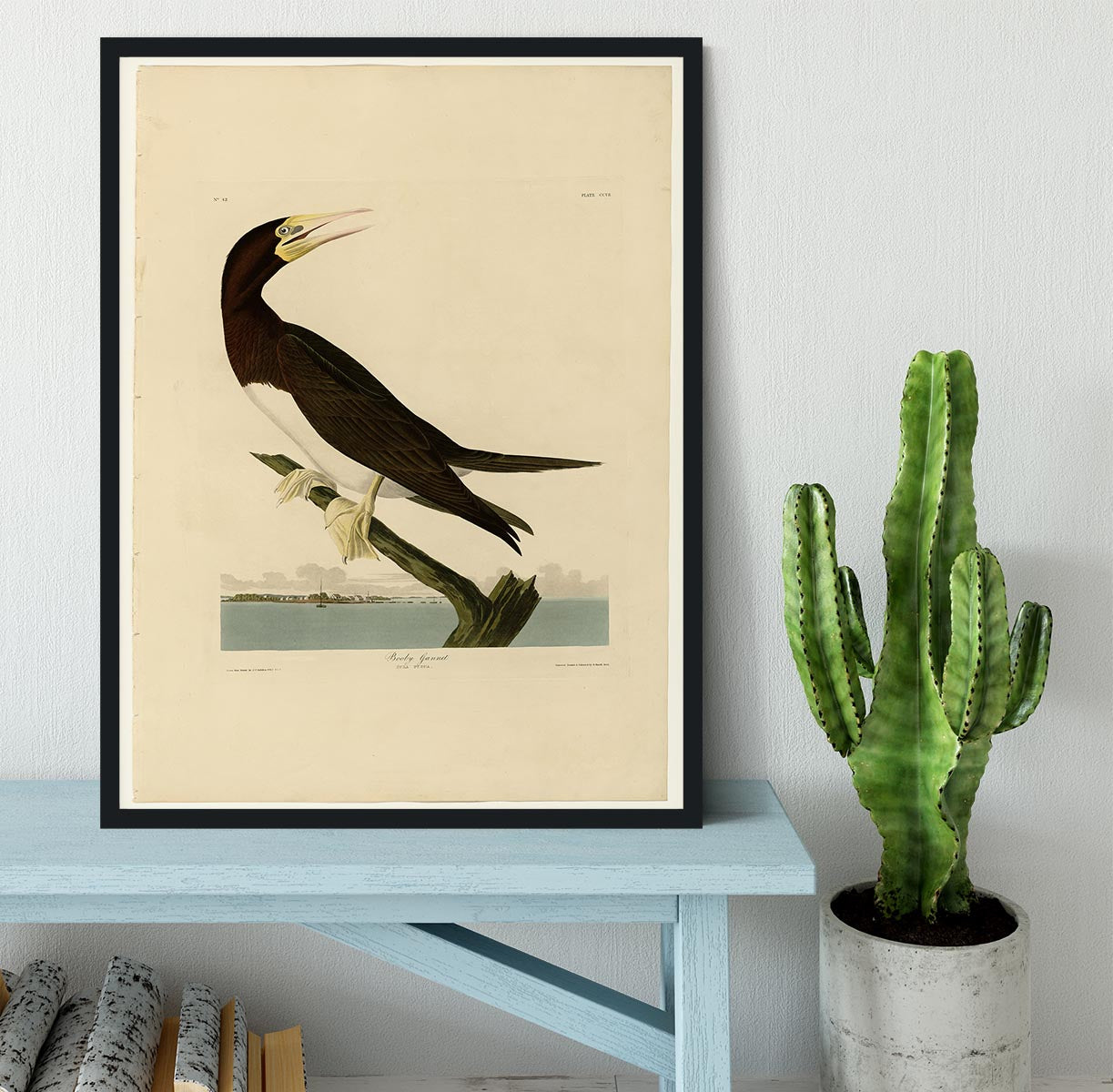 Booby Gannet by Audubon Framed Print - Canvas Art Rocks - 2