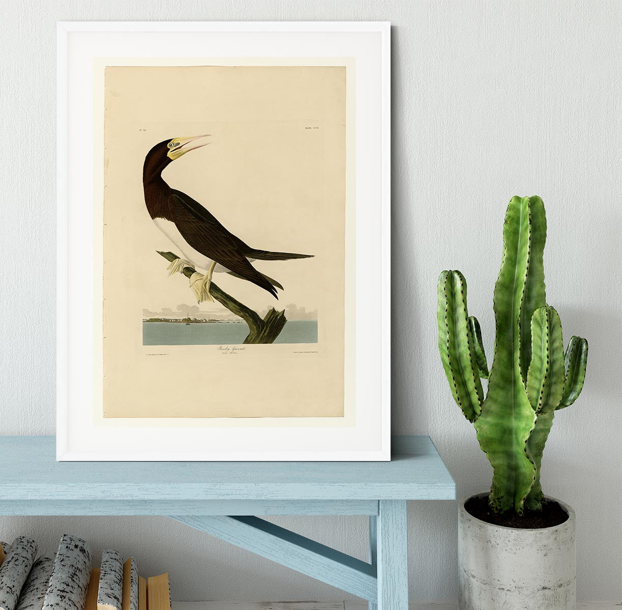 Booby Gannet by Audubon Framed Print - Canvas Art Rocks - 5