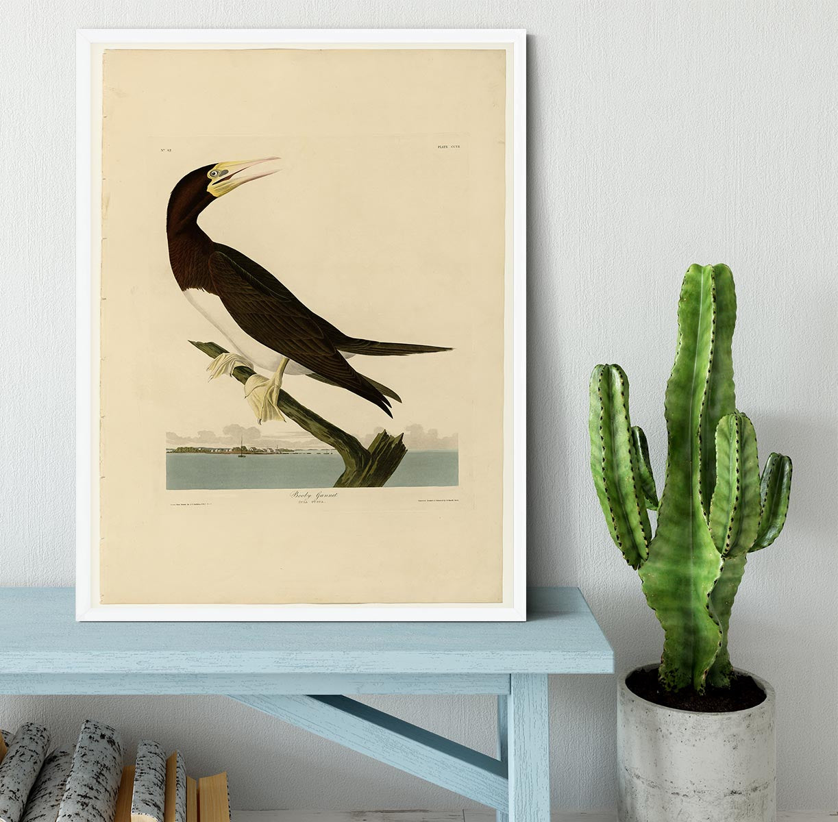 Booby Gannet by Audubon Framed Print - Canvas Art Rocks -6