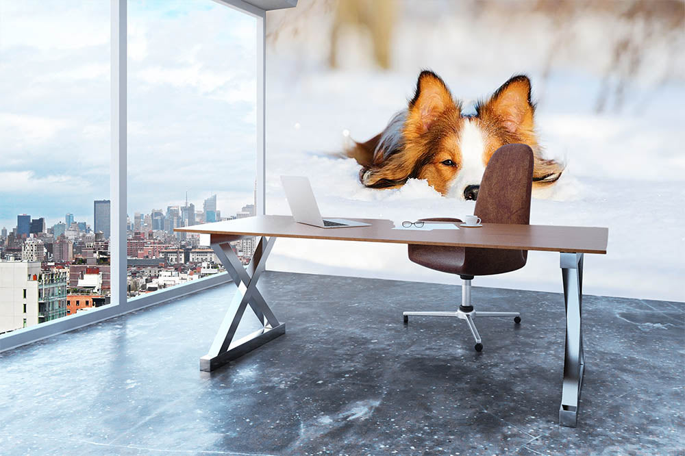 Border collie puppy 1 year old in winter Wall Mural Wallpaper - Canvas Art Rocks - 3