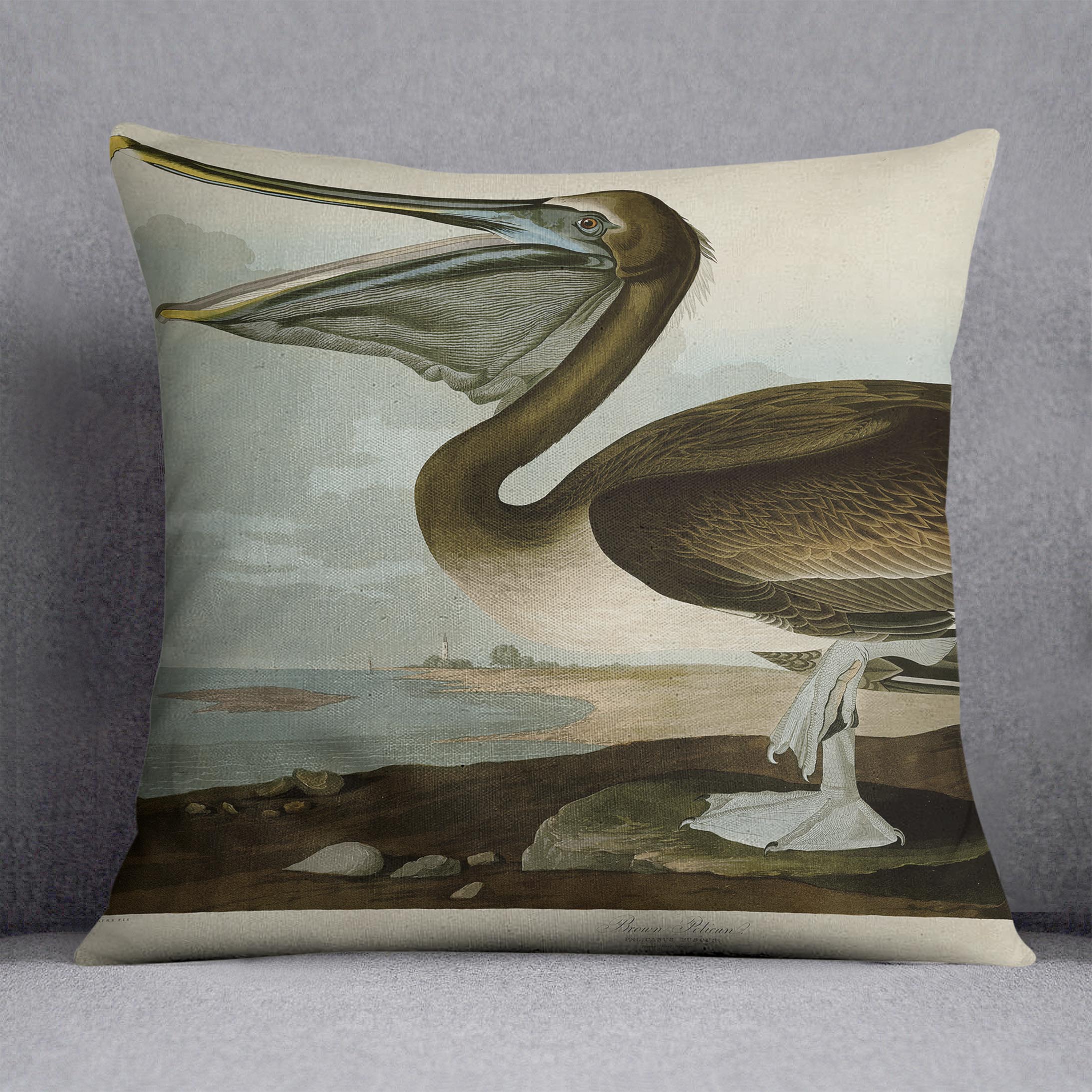 Brown Pelican by Audubon Cushion