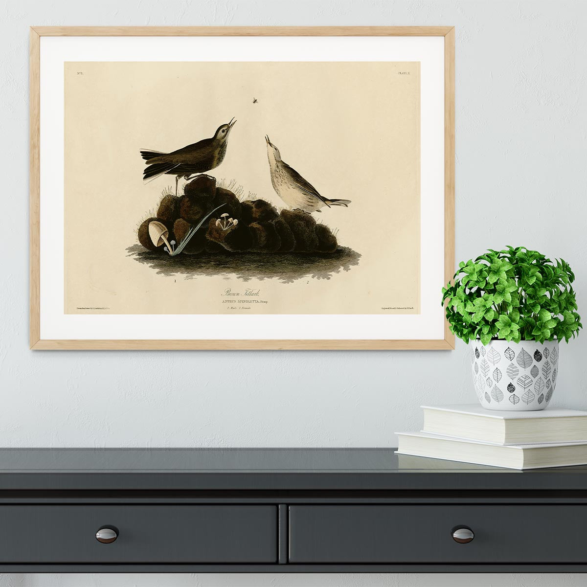 Brown Titlark by Audubon Framed Print - Canvas Art Rocks - 3