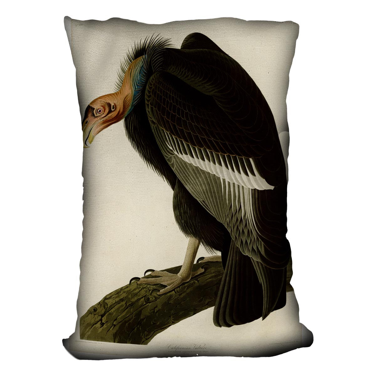 Californian Vulture by Audubon Cushion