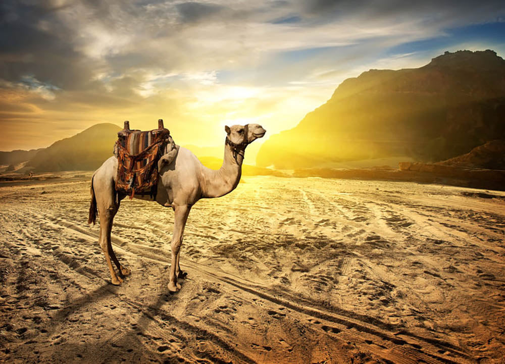 Camel in sandy desert near mountains at sunset Wall Mural Wallpaper - Canvas Art Rocks - 1