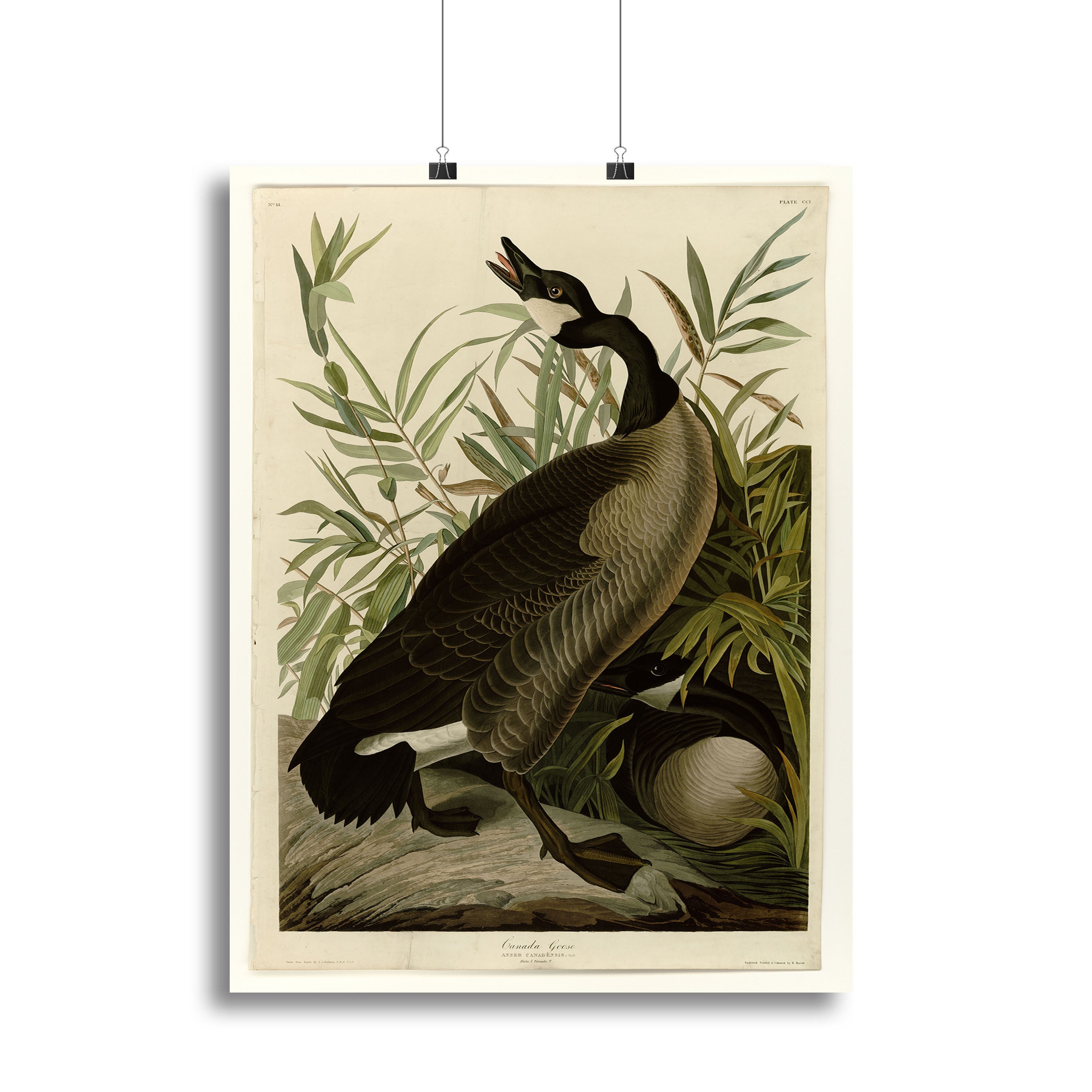 Canada Goose by Audubon Canvas Print or Poster - Canvas Art Rocks - 2