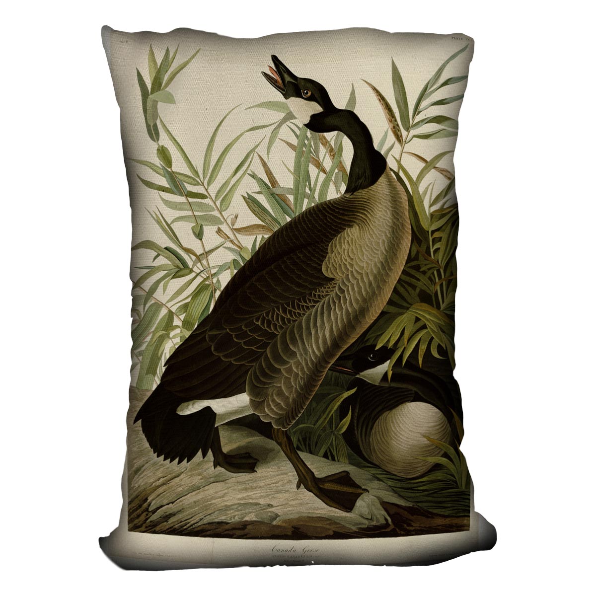Canada Goose by Audubon Cushion
