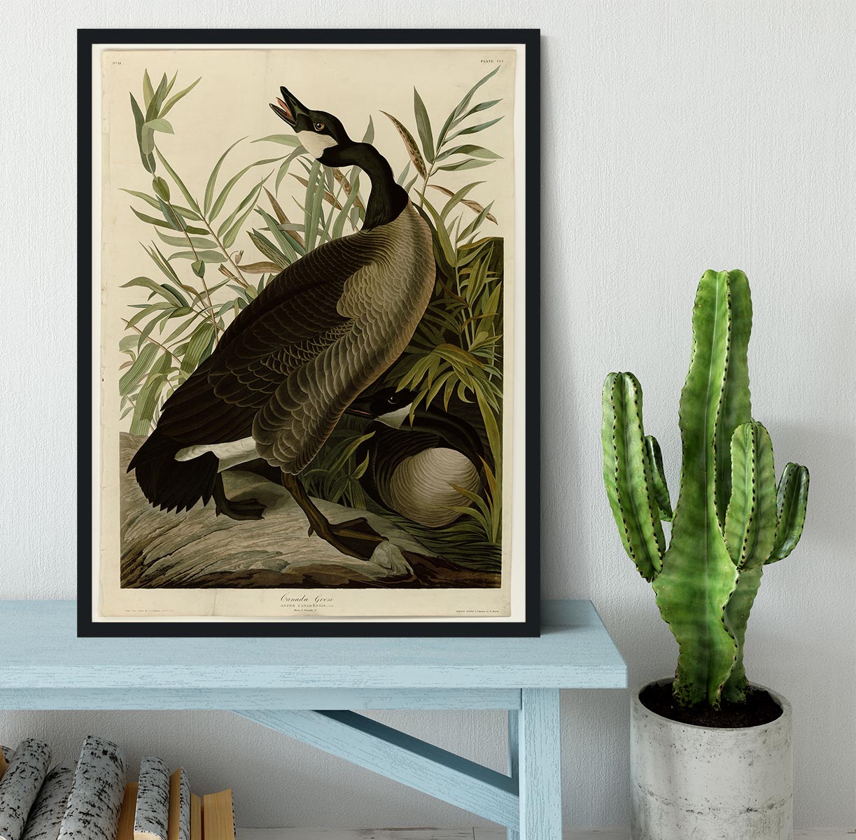 Canada Goose by Audubon Framed Print - Canvas Art Rocks - 2
