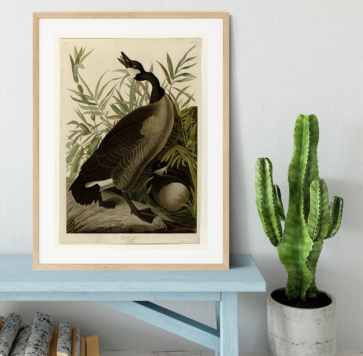 Canada Goose by Audubon Framed Print - Canvas Art Rocks - 3