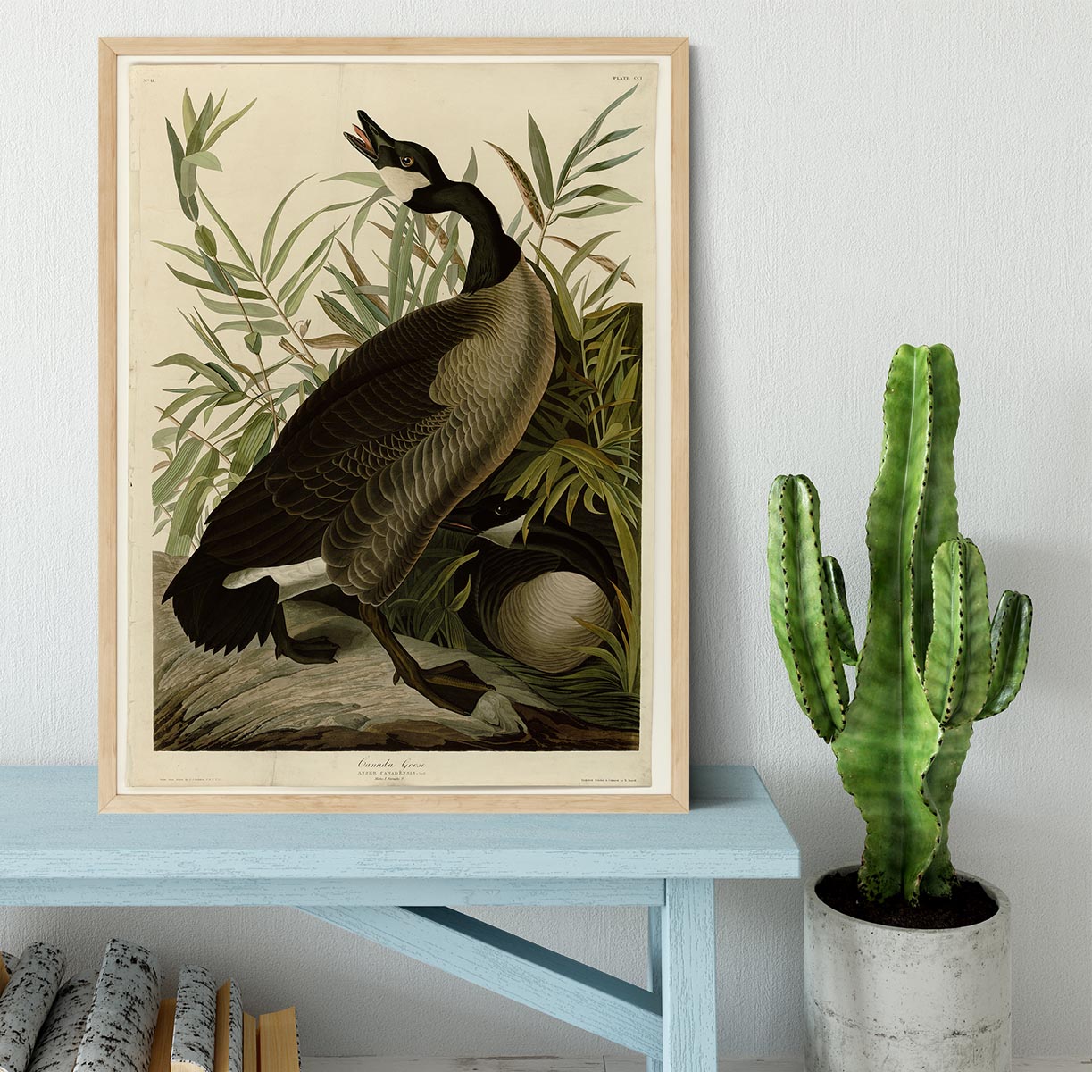 Canada Goose by Audubon Framed Print - Canvas Art Rocks - 4