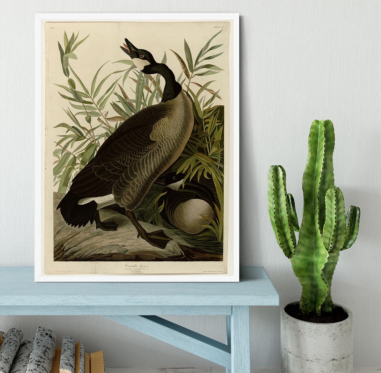 Canada Goose by Audubon Framed Print - Canvas Art Rocks -6