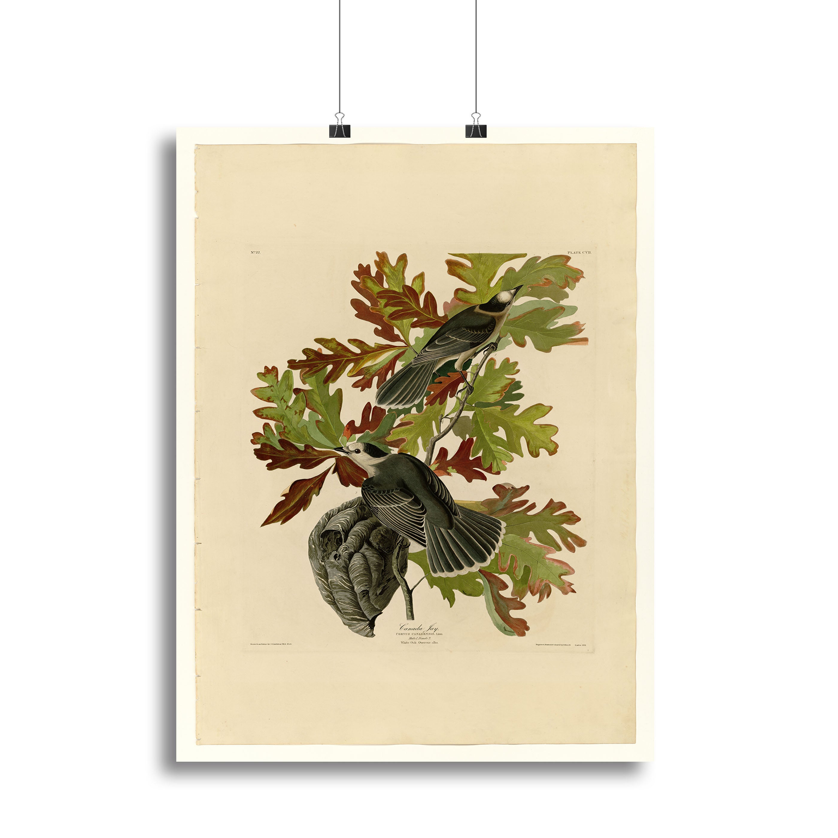 Canada Jay by Audubon Canvas Print or Poster - Canvas Art Rocks - 2