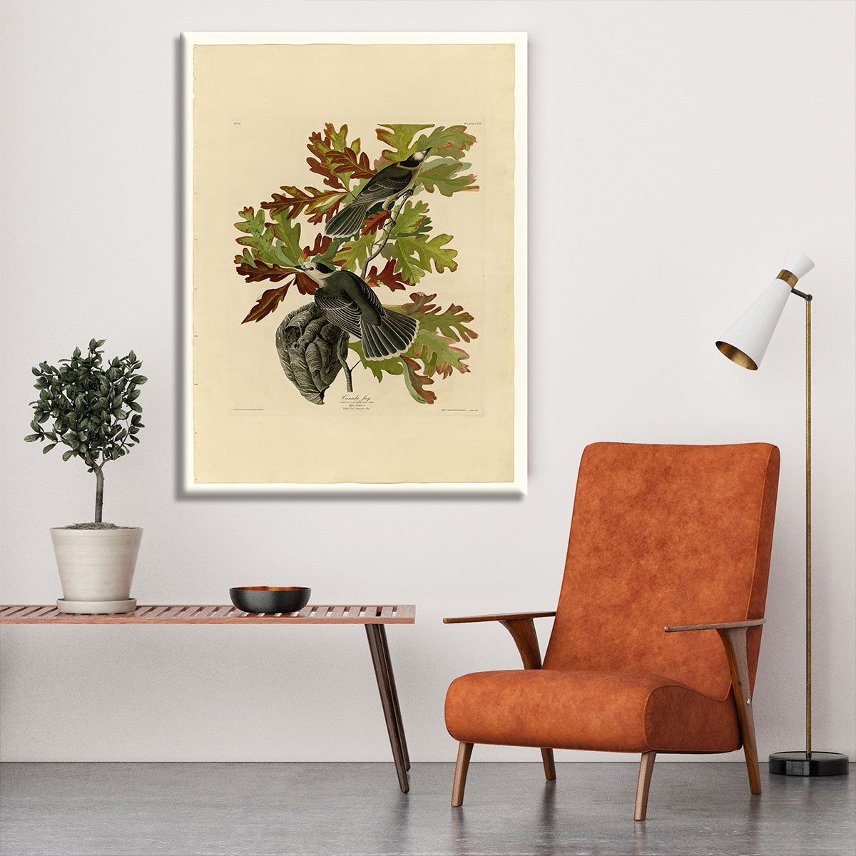 Canada Jay by Audubon Canvas Print or Poster - Canvas Art Rocks - 6