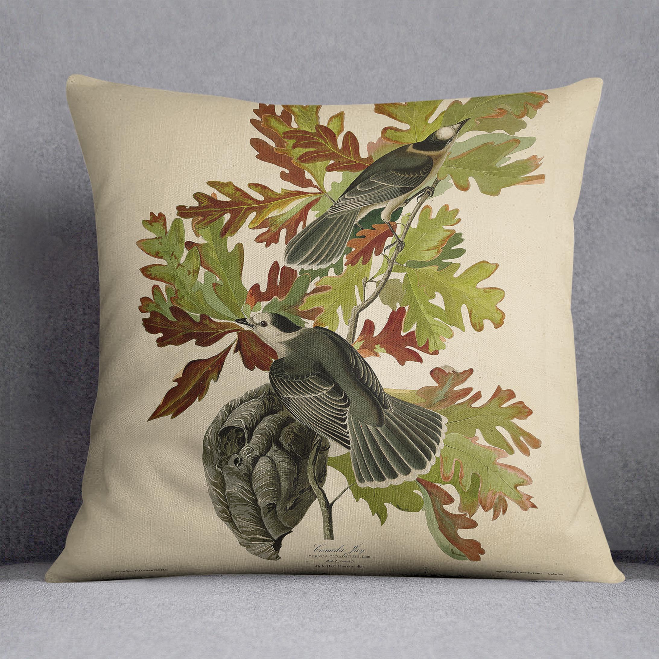 Canada Jay by Audubon Cushion