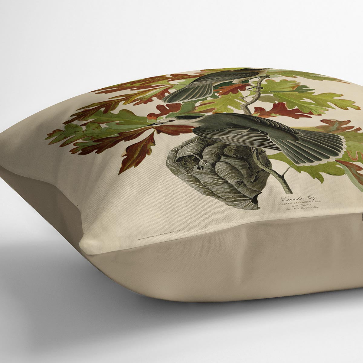 Canada Jay by Audubon Cushion