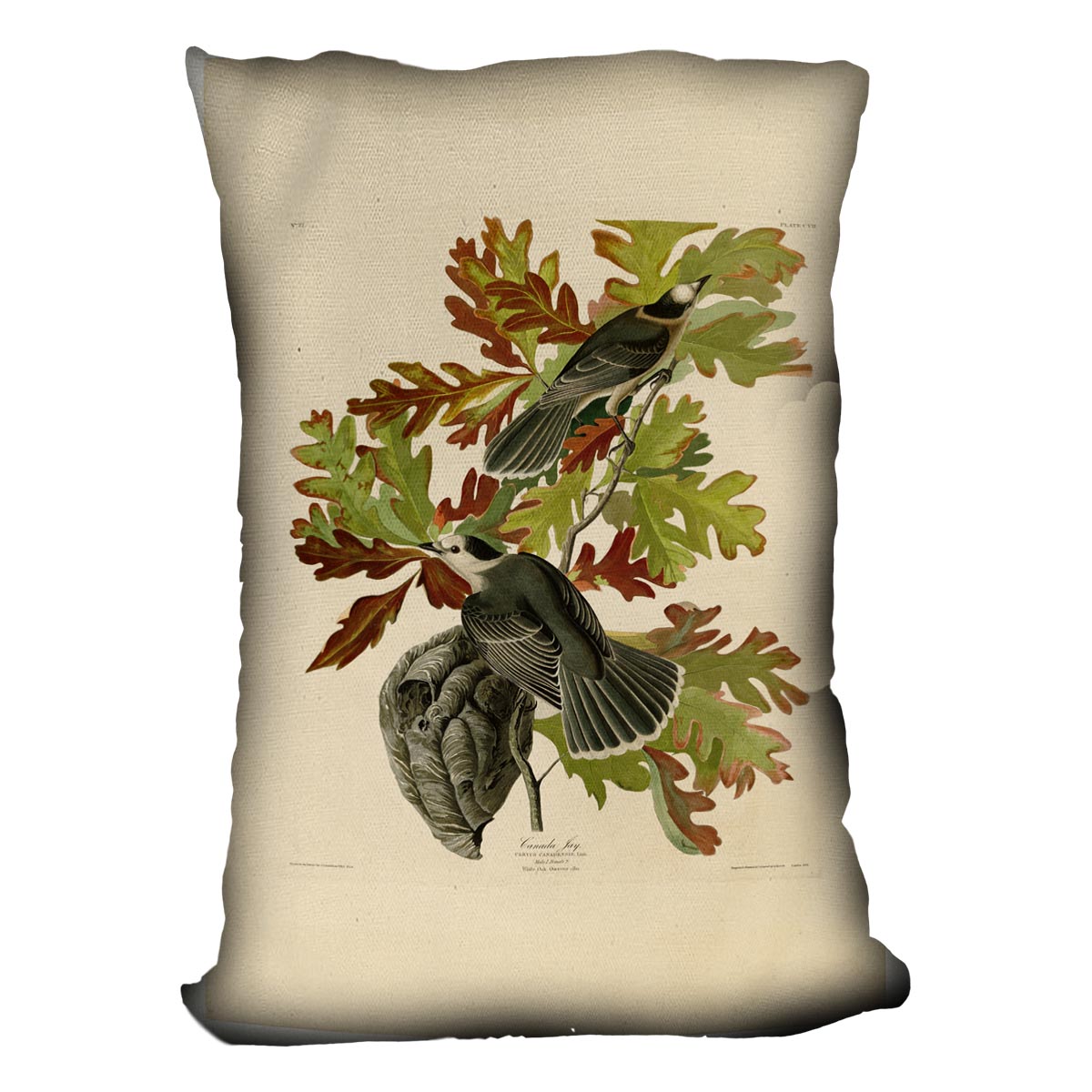Canada Jay by Audubon Cushion