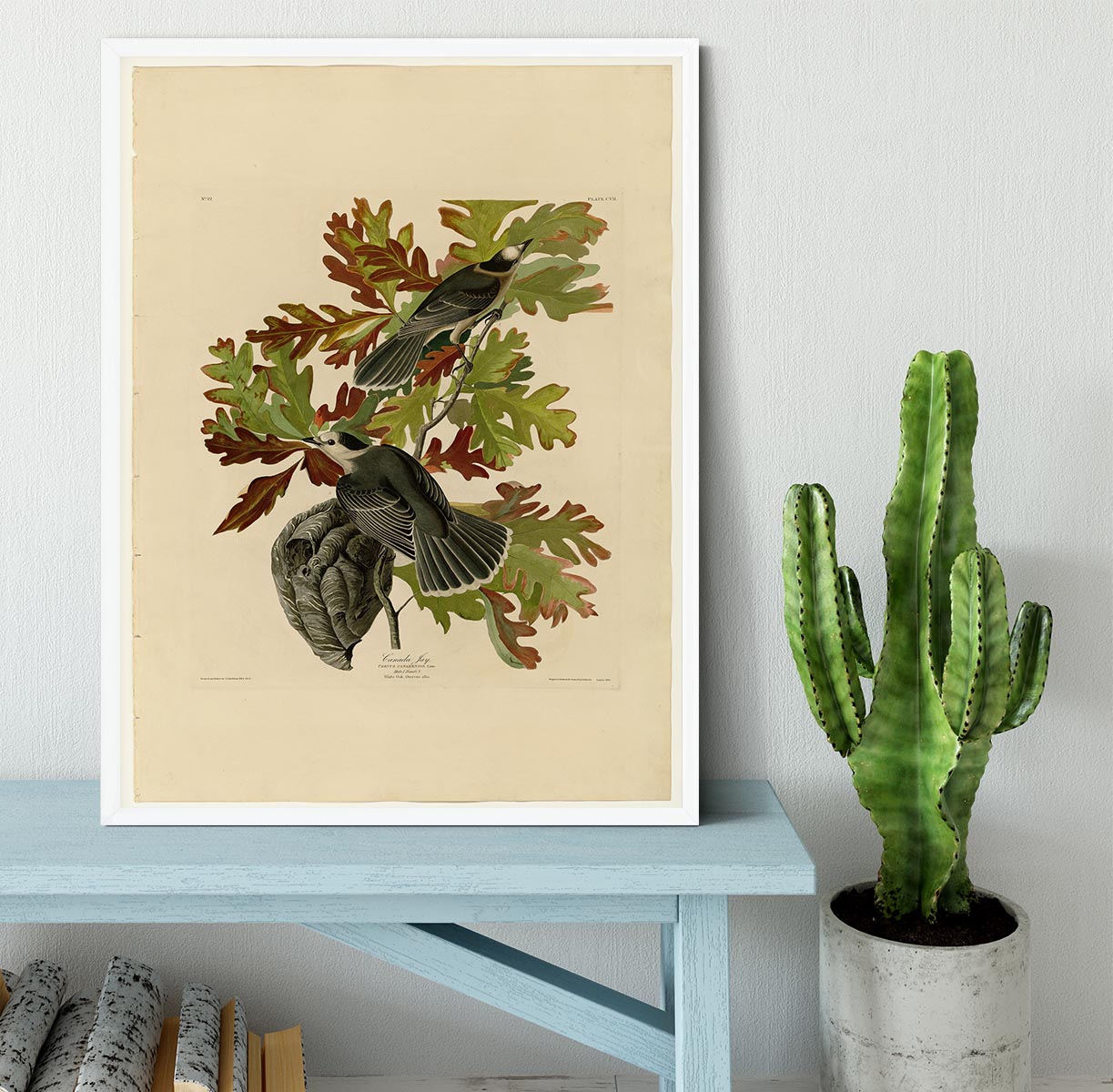 Canada Jay by Audubon Framed Print - Canvas Art Rocks -6