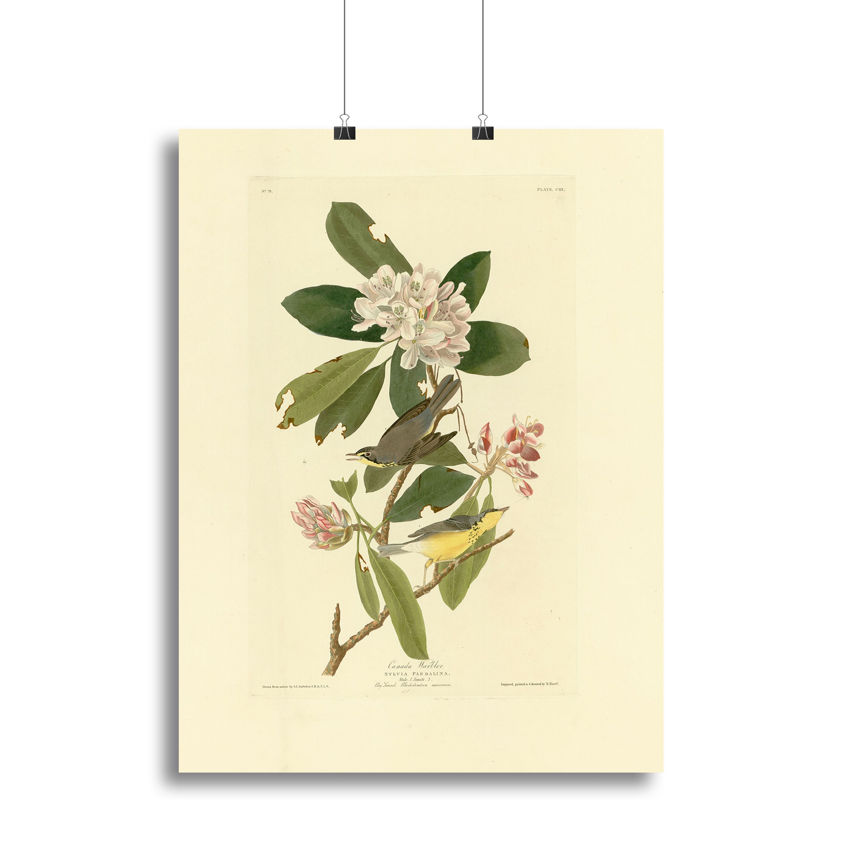 Canada Warbler by Audubon Canvas Print or Poster - Canvas Art Rocks - 2