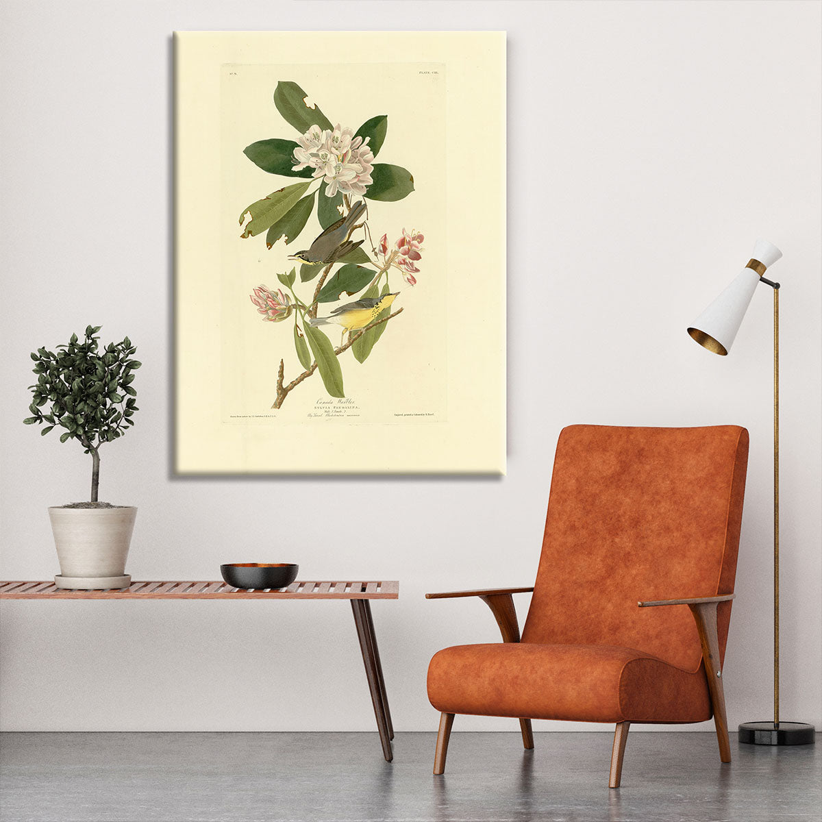 Canada Warbler by Audubon Canvas Print or Poster - Canvas Art Rocks - 6