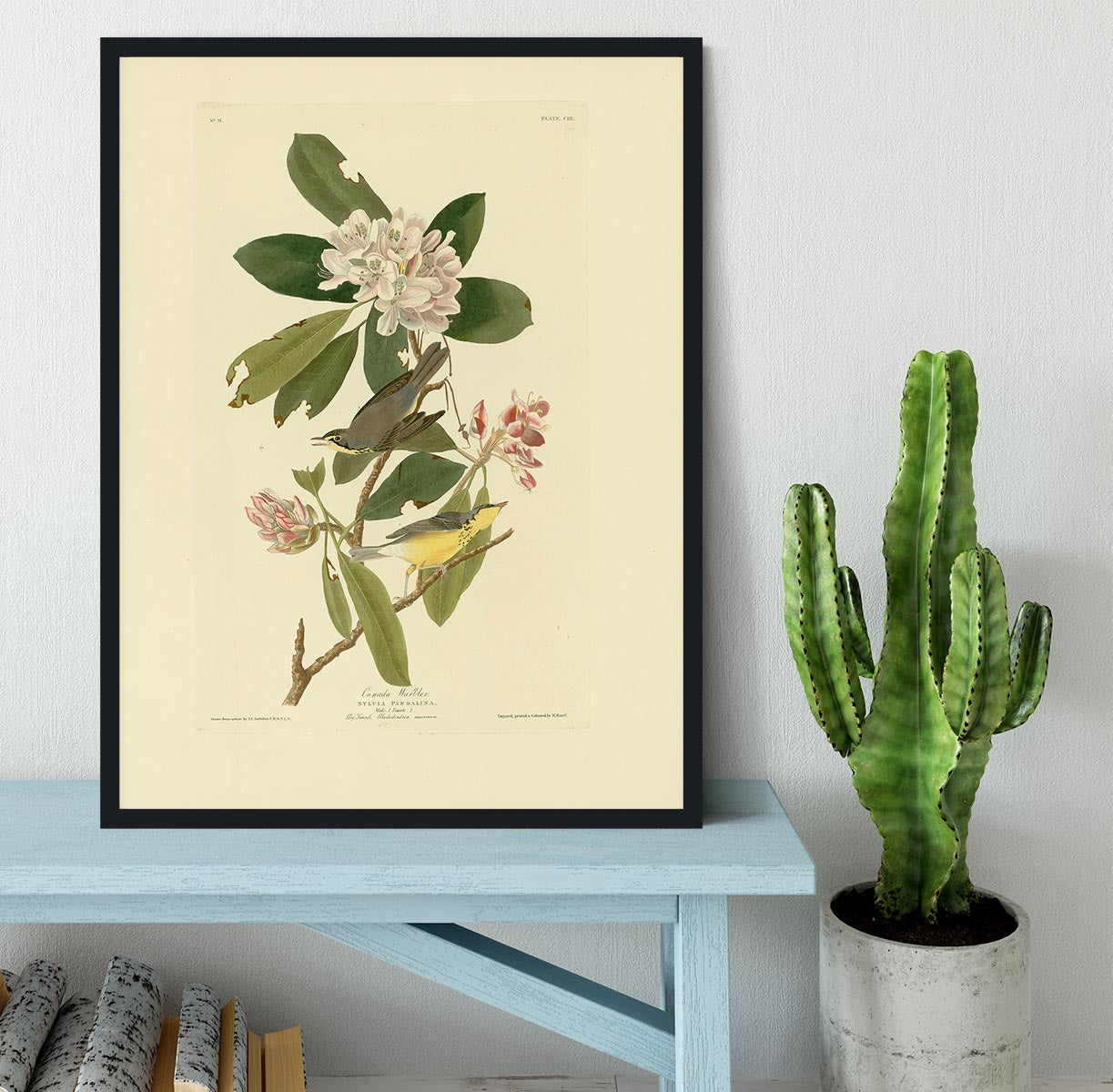 Canada Warbler by Audubon Framed Print - Canvas Art Rocks - 2