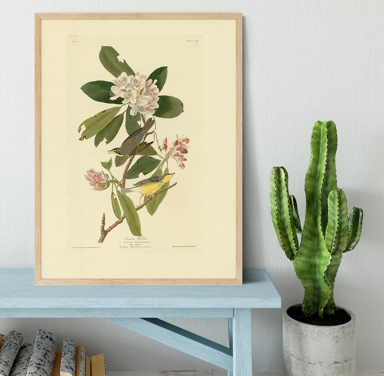 Canada Warbler by Audubon Framed Print - Canvas Art Rocks - 4