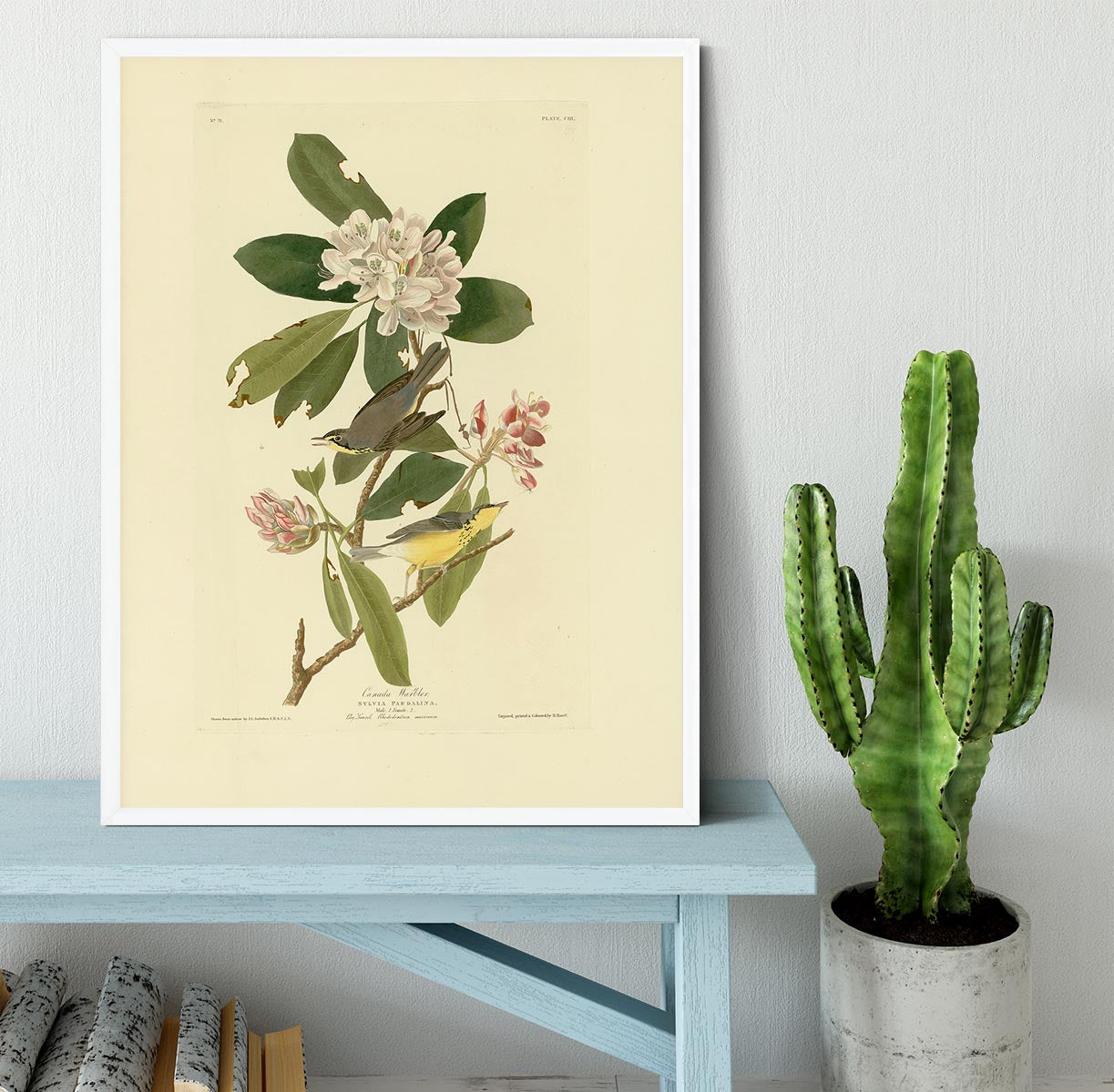 Canada Warbler by Audubon Framed Print - Canvas Art Rocks -6