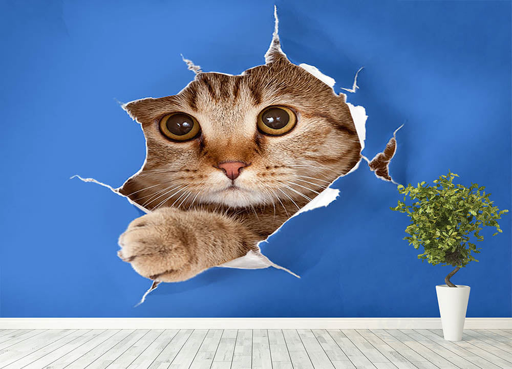 Cat in blue chromakey paper hole Wall Mural Wallpaper - Canvas Art Rocks - 4
