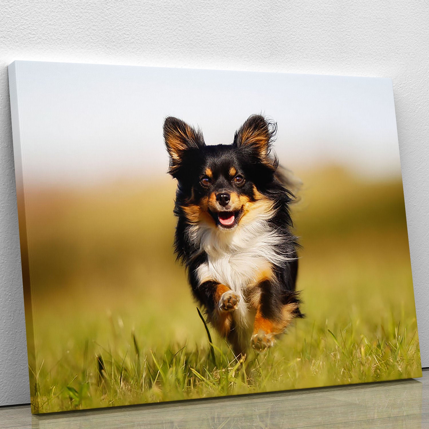 Chihuahua dog running towards the camera in a grass field Canvas Print or Poster - Canvas Art Rocks - 1