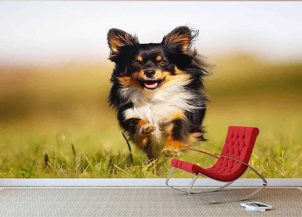 Chihuahua dog running towards the camera in a grass field Wall Mural Wallpaper - Canvas Art Rocks - 2