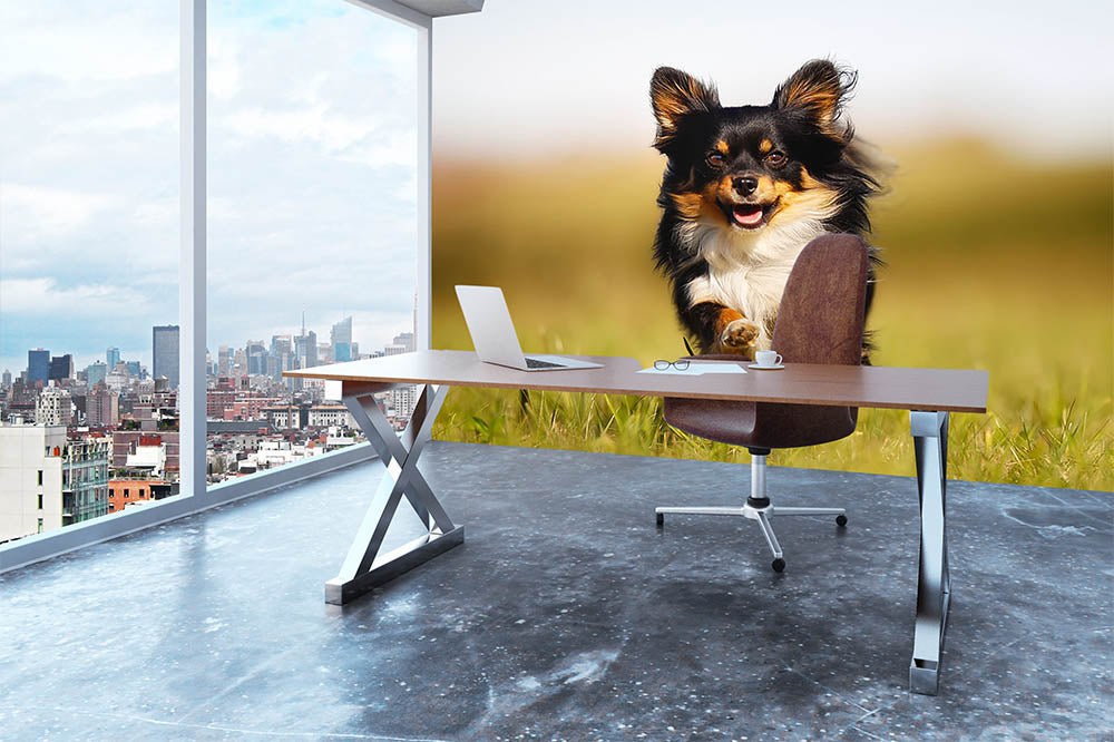 Chihuahua dog running towards the camera in a grass field Wall Mural Wallpaper - Canvas Art Rocks - 3