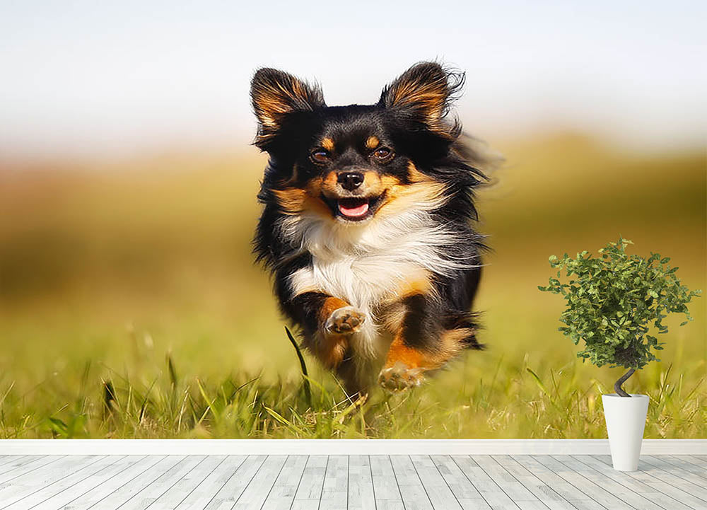 Chihuahua dog running towards the camera in a grass field Wall Mural Wallpaper - Canvas Art Rocks - 4
