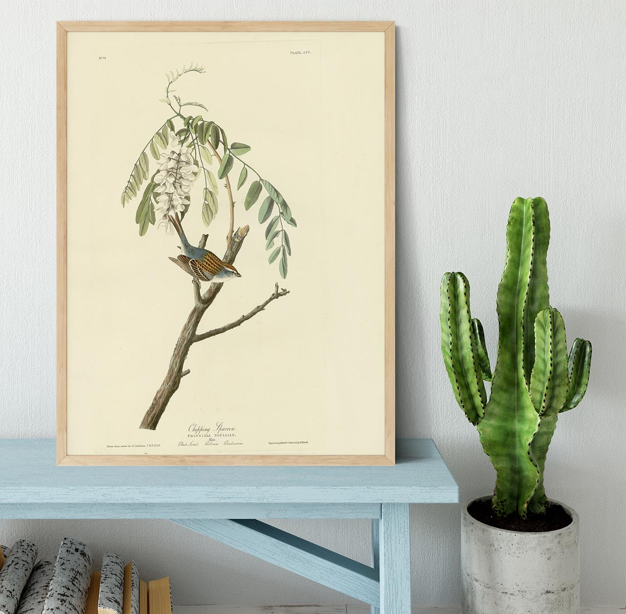 Chipping Sparrow by Audubon Framed Print - Canvas Art Rocks - 4