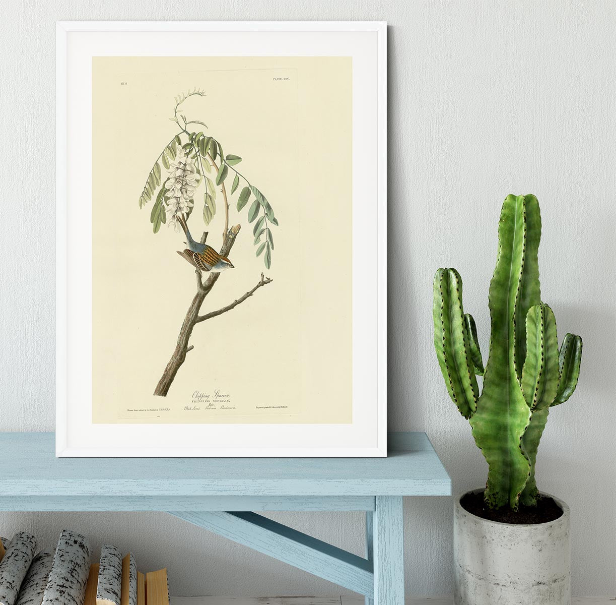 Chipping Sparrow by Audubon Framed Print - Canvas Art Rocks - 5