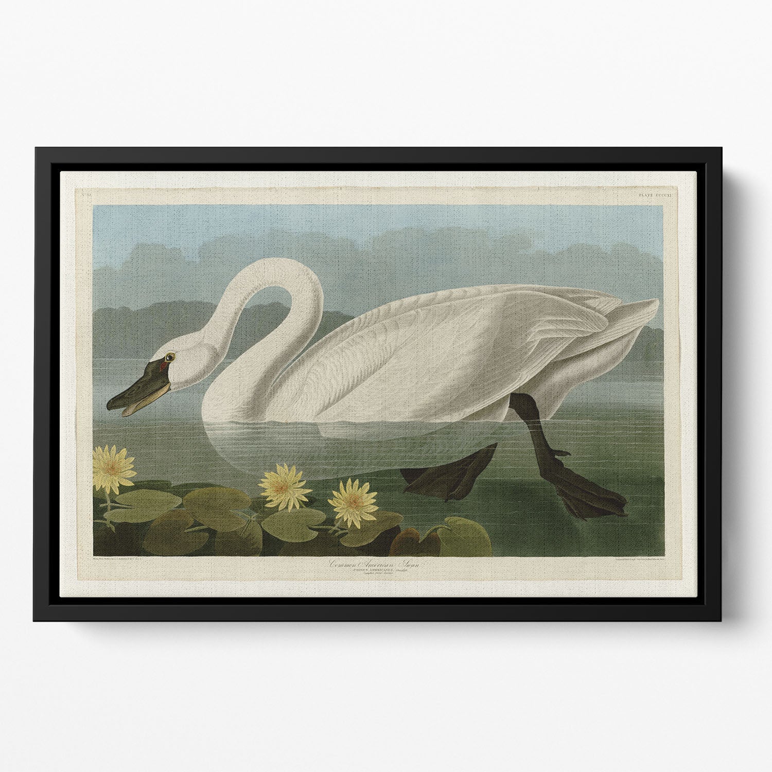 Common American Swan by Audubon Floating Framed Canvas