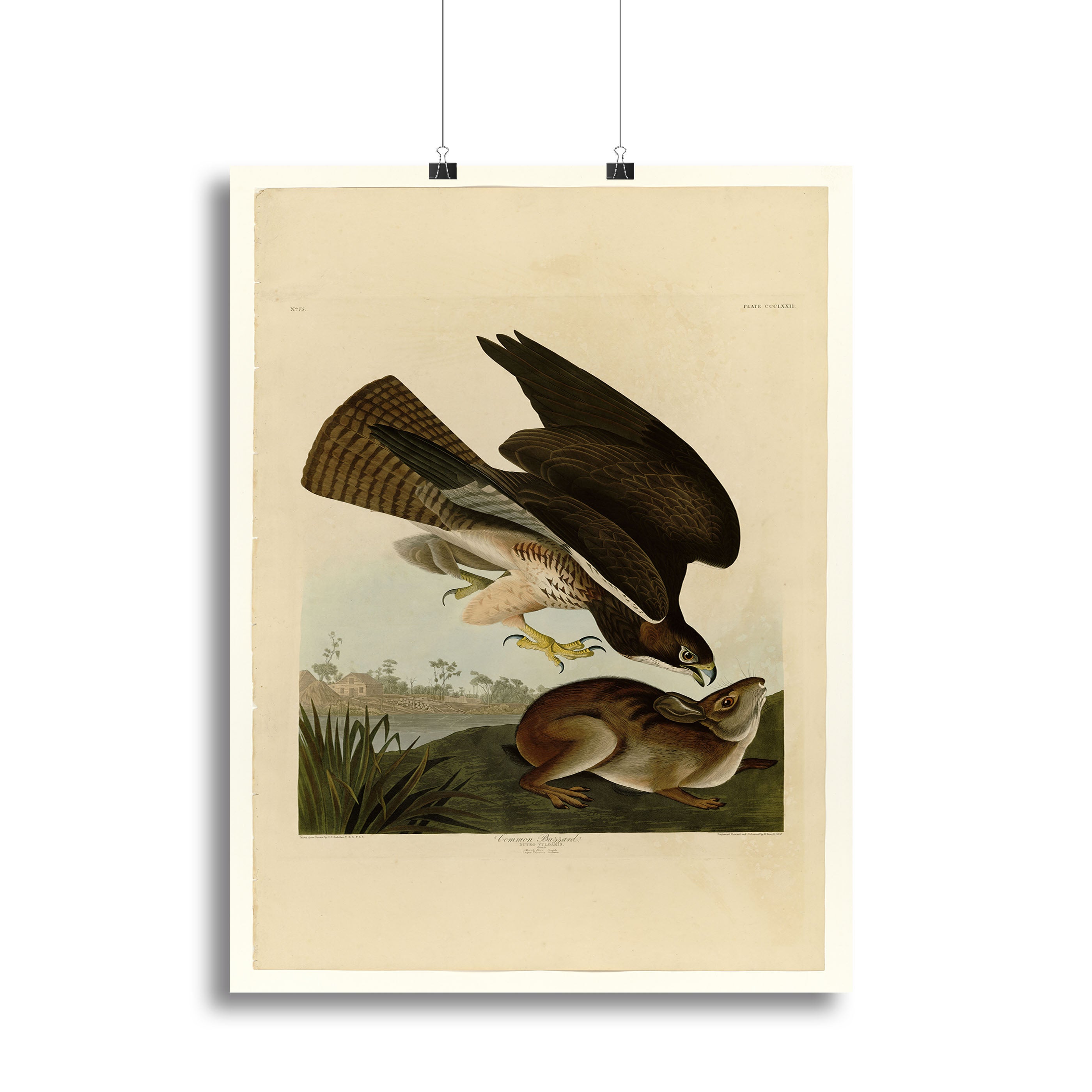 Common Buzzard by Audubon Canvas Print or Poster - Canvas Art Rocks - 2