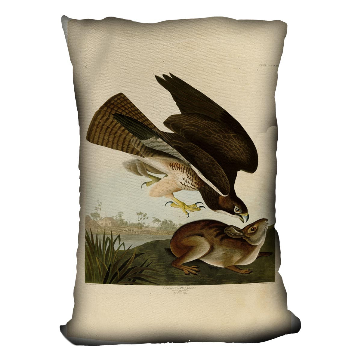 Common Buzzard by Audubon Cushion