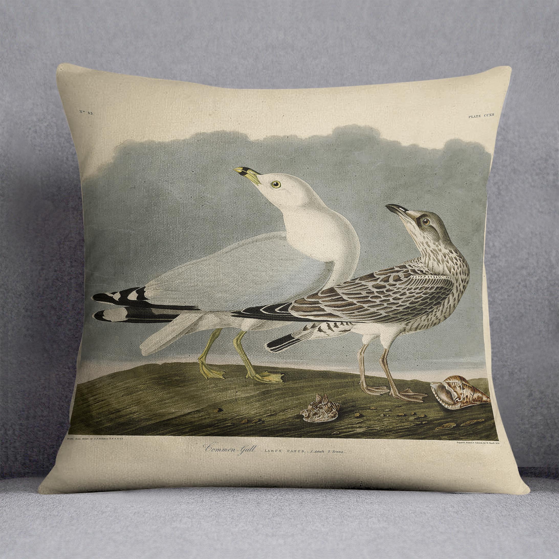 Common Gull by Audubon Cushion