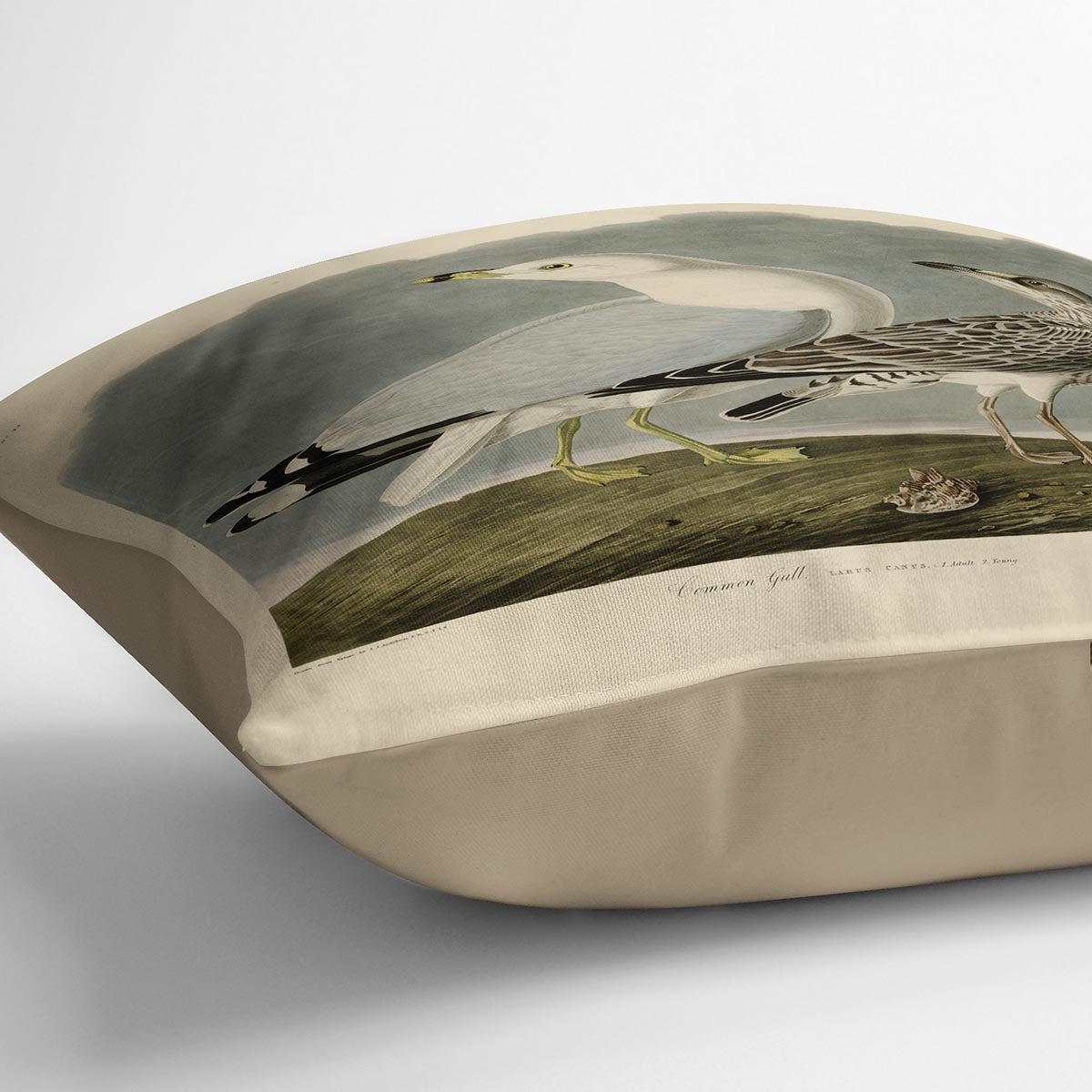 Common Gull by Audubon Cushion