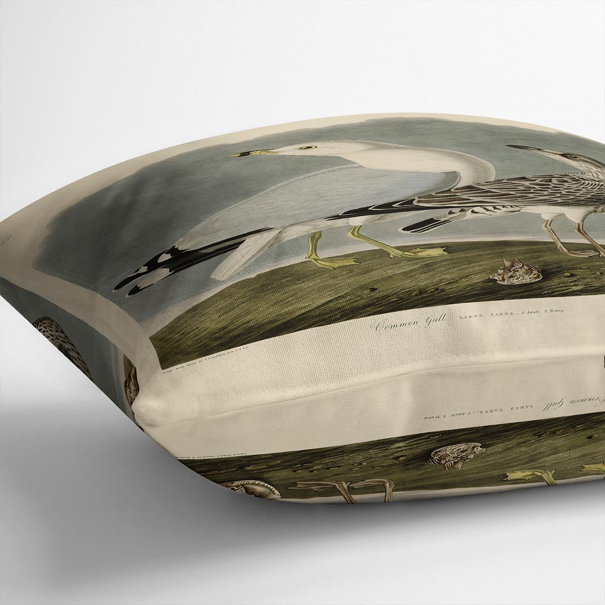 Common Gull by Audubon Cushion