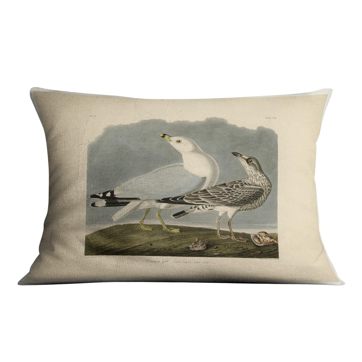Common Gull by Audubon Cushion