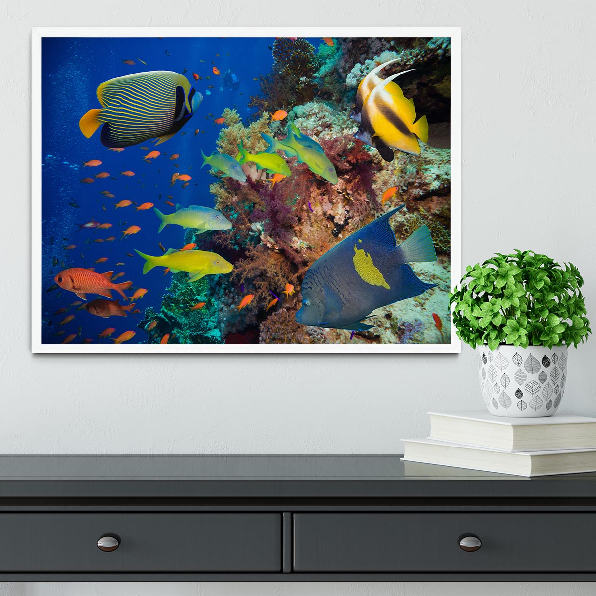 Coral Reef on Red Sea Framed Print - Canvas Art Rocks -6