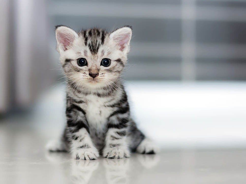 Cute American shorthair cat kitten Wall Mural Wallpaper - Canvas Art Rocks - 1